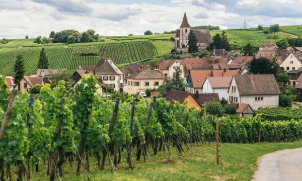 grapes grows in rows in the fields of Burgundy, winemaking business in France, fresh green background.Bergheim (Bas-Rhin, Alsace, France)
